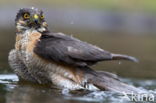 Sparrow Hawk (Accipiter nisus)