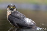 Sparrow Hawk (Accipiter nisus)