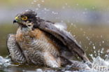 Sperwer (Accipiter nisus)