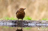 Merel (Turdus merula)