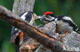 Grote Bonte Specht (Dendrocopos major)