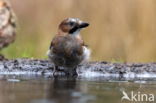 Vlaamse Gaai (Garrulus glandarius)