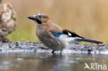 Vlaamse Gaai (Garrulus glandarius)