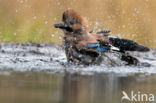 Vlaamse Gaai (Garrulus glandarius)