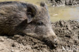 Wild Boar (Sus scrofa)