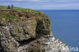 Black-legged Kittiwake (Rissa tridactyla)