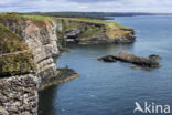 Black-legged Kittiwake (Rissa tridactyla)