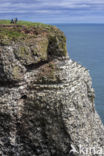 Black-legged Kittiwake (Rissa tridactyla)