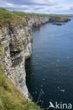 Black-legged Kittiwake (Rissa tridactyla)