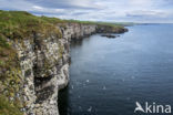 Black-legged Kittiwake (Rissa tridactyla)