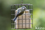 Pimpelmees (Parus caeruleus)