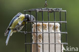 Blue Tit (Parus caeruleus)