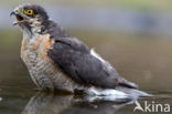 Sparrow Hawk (Accipiter nisus)