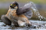 Sparrow Hawk (Accipiter nisus)