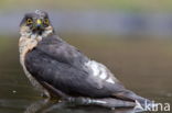 Sparrow Hawk (Accipiter nisus)