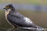 Sparrow Hawk (Accipiter nisus)