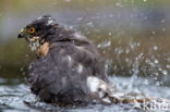 Sparrow Hawk (Accipiter nisus)