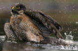 Sparrow Hawk (Accipiter nisus)