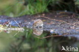 Rosse woelmuis (Myodes glareolus)