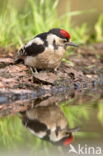 Great Spotted Woodpecker (Dendrocopos major)