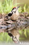 Great Spotted Woodpecker (Dendrocopos major)