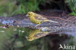 Yellowhammer (Emberiza citrinella)