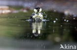 Great Tit (Parus major)