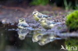 Blue Tit (Parus caeruleus)