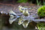 Vlaamse Gaai (Garrulus glandarius)