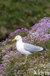 Zilvermeeuw (Larus argentatus)