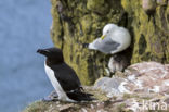 Razorbill (Alca torda)