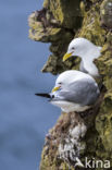 Black-legged Kittiwake (Rissa tridactyla)