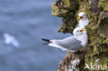 Black-legged Kittiwake (Rissa tridactyla)