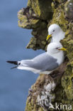 Black-legged Kittiwake (Rissa tridactyla)