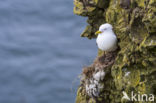 Black-legged Kittiwake (Rissa tridactyla)