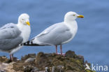 Herring Gull (Larus argentatus)