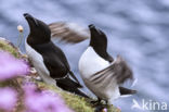 Razorbill (Alca torda)