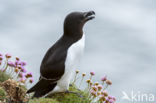 Razorbill (Alca torda)