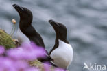 Razorbill (Alca torda)