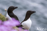 Razorbill (Alca torda)