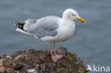 Zilvermeeuw (Larus argentatus)