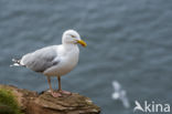 Zilvermeeuw (Larus argentatus)