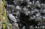 Razorbill (Alca torda)