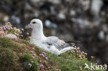 Noordse Stormvogel (Fulmarus glacialis)