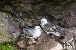 Noordse Stormvogel (Fulmarus glacialis)