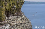 Black-legged Kittiwake (Rissa tridactyla)