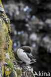 Razorbill (Alca torda)