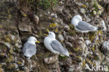 Black-legged Kittiwake (Rissa tridactyla)