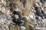 Guillemot