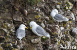 Black-legged Kittiwake (Rissa tridactyla)